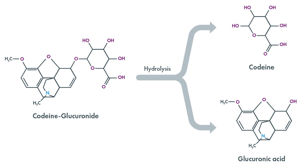 Drugs of Abuse - Hydrolysis