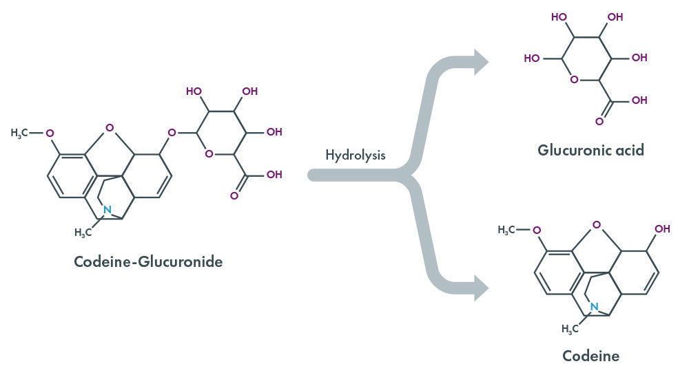 Drugs of Abuse - Hydrolysis
